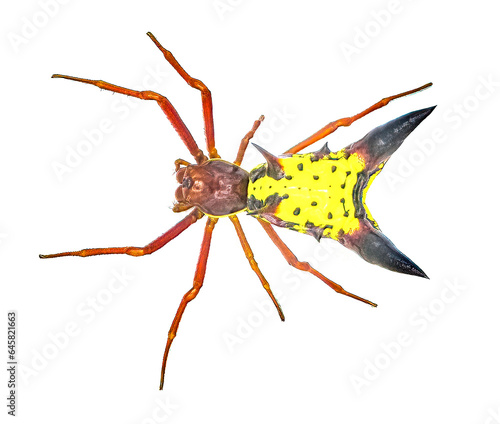 arrow shaped micrathena orbweaver or orb weaver spider - Micrathena sagittata - yellow, red and black patterning and two large sharp triangular tubercles isolated on white background top dorsal view photo