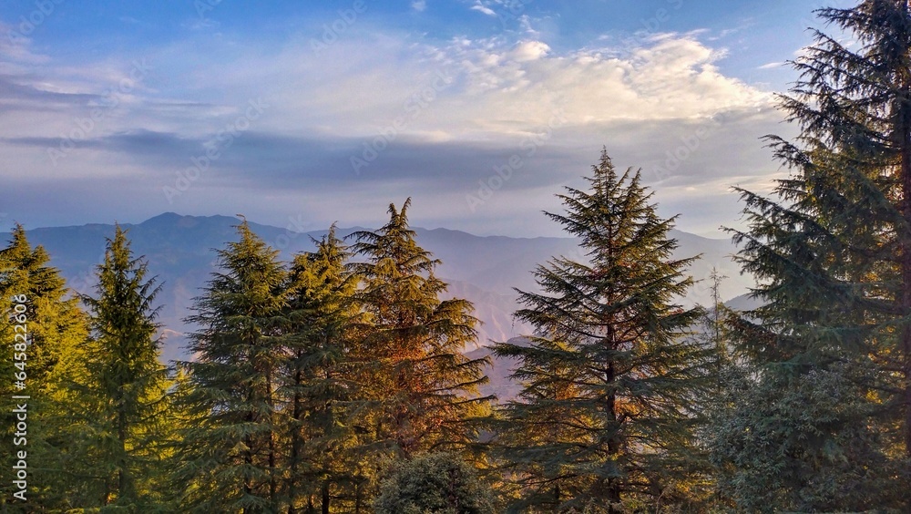 pine forest in autumn on top of the mountains Uttarakhand 