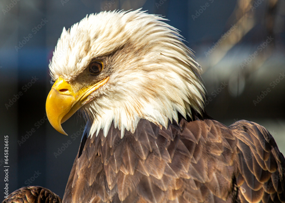 Obraz premium American Bald Eagle (Haliaeetus leucocephalus) in Rocky Mountains..
