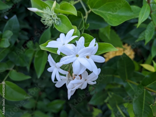 Star jasmine flower (Jasminum multiflorum) in the morning