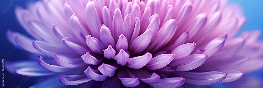 Image of delicate petals and bright shades of purple-lilac clover flower.