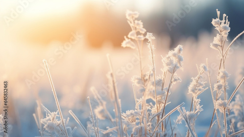 Frostige Gräser an einem kalten sonnigen Wintermorgen.