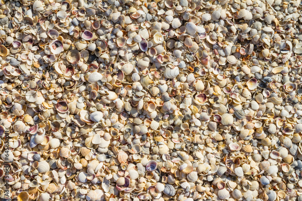 Shells on the sea coast after the storm, background, texture, pattern Shells on the sea coast after the storm, background, texture, pattern