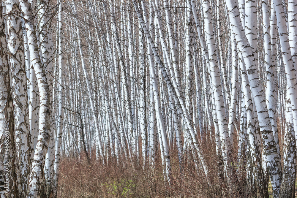Birch grove with young foliage on a sunny spring day, landscape banner Birch grove with young foliage on a sunny spring day, landscape banner