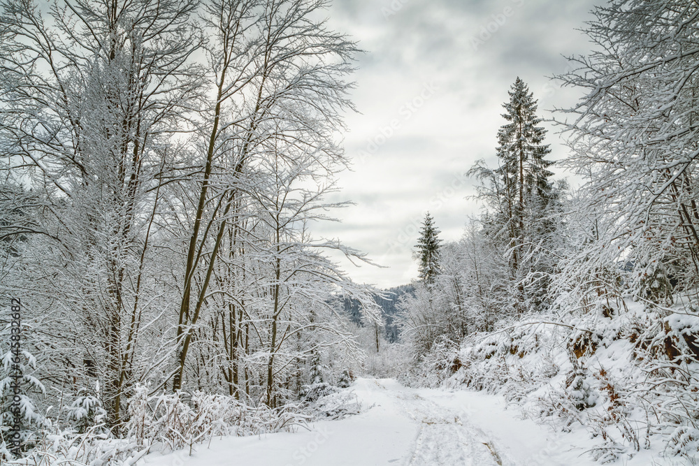 Obraz premium Winter landscape - view of the snowy road in the winter mountain forest after snowfall