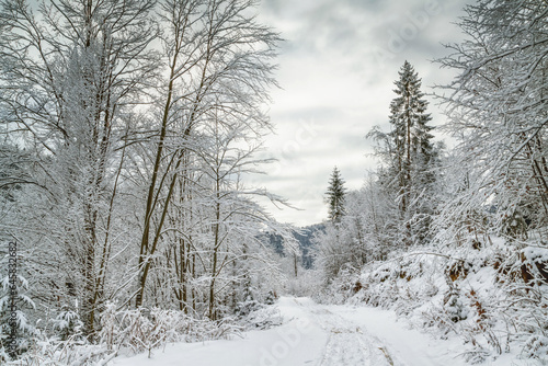 Winter landscape - view of the snowy road in the winter mountain forest after snowfall