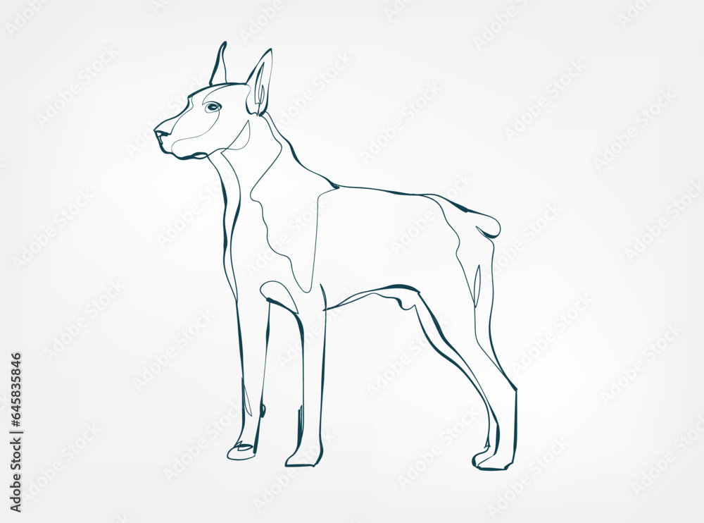 Obraz premium Doberman dog breed animal vector line art one line sketch outline