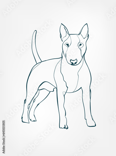 Bull Terrier dog breed animal vector line art one line sketch outline © CharlieNati