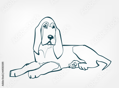 Bloodhound dog breed animal vector line art one line sketch outline