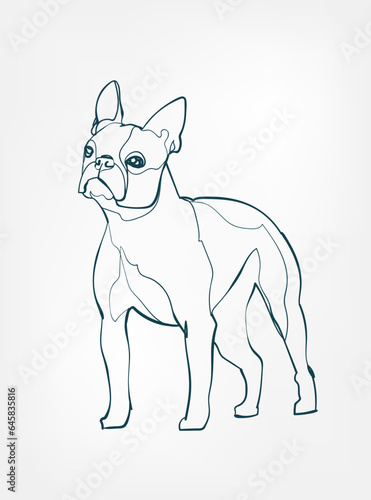 Boston Terrier dog breed animal vector line art one line sketch outline