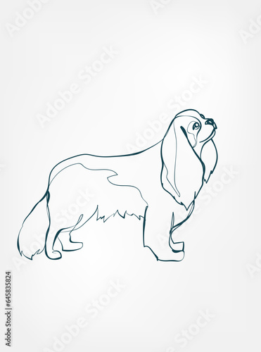cavalier kings charles spaniel dog breed animal vector line art one line sketch outline