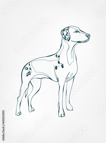 Dalmatian dog breed animal vector line art one line sketch outline