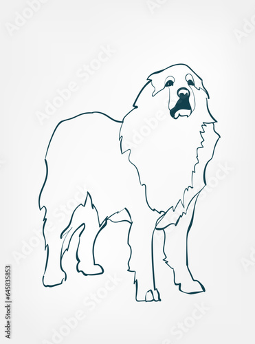 Great Pyrenees dog breed animal vector line art one line sketch outline