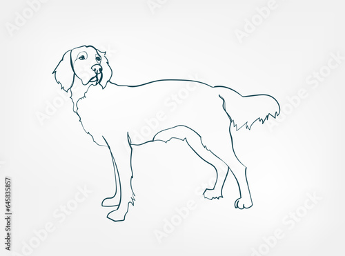 English Setters dog breed animal vector line art one line sketch outline