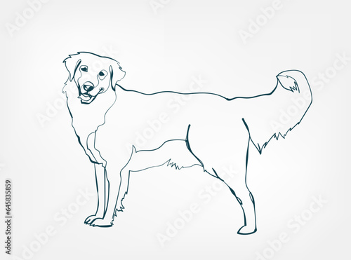 Golden Retriever dog breed animal vector line art one line sketch outline