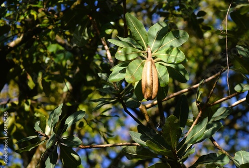 Pau-Santo (Kielmeyera coriacea) 