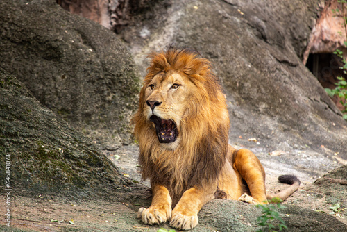 African Lion  Panthera leo  in Africa