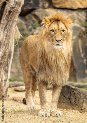 African Lion  Panthera leo  in Africa