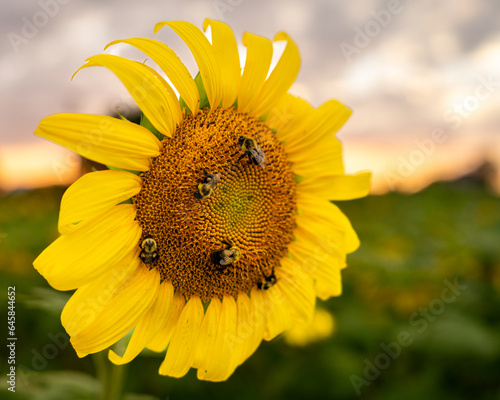 Sunflowers and bees pollinating.  Copy space.  selective focus.