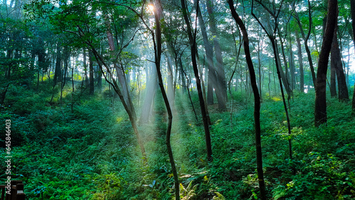 Morning sunlight shines through the lush pine trees