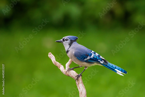 blue jay bird © jamie