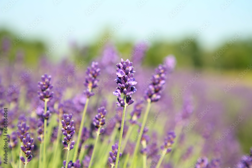 Beautiful blooming lavender growing in field, closeup. Space for text Beautiful blooming lavender growing in field, closeup. Space for text