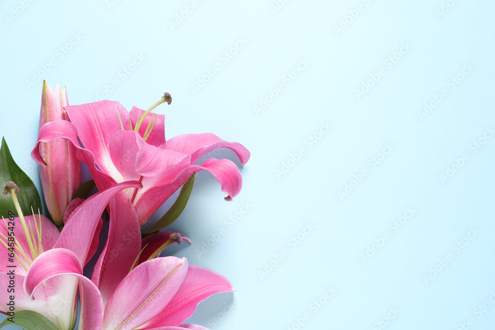 Beautiful pink lily flowers on light blue background, top view. Space for text
