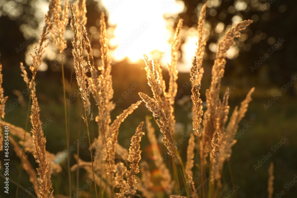Fototapeta premium Beautiful view of reed grass growing in meadow at sunset
