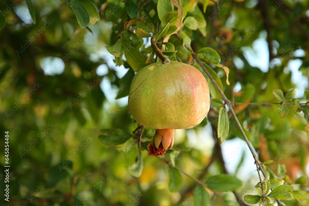 Unripe pomegranate growing on tree outdoors, closeup Unripe pomegranate growing on tree outdoors, closeup