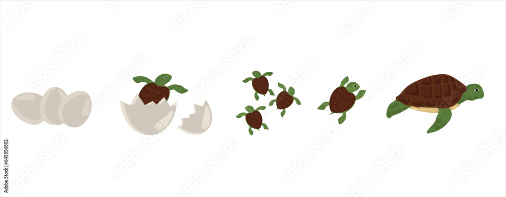 Life cycle of turtle vector. Turtle developmental process illustration