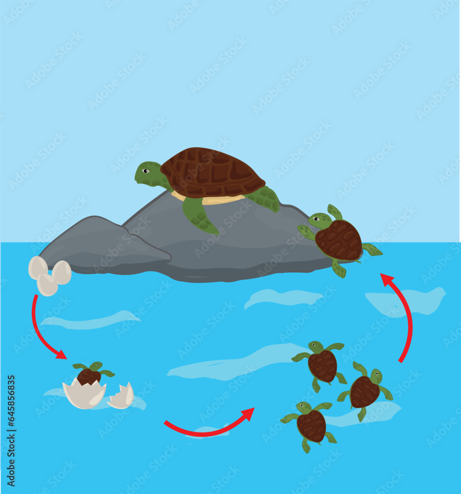 Life cycle of turtle vector. Turtle developmental process illustration ...