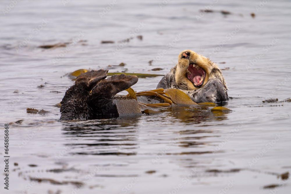 Fototapeta premium A yawning sea otter in Morro Bay, California.