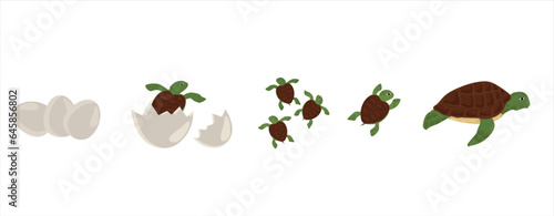 Life cycle of turtle vector. Turtle developmental process illustration