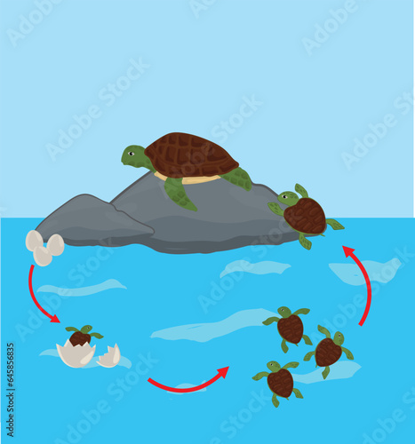 Life cycle of turtle vector. Turtle developmental process illustration