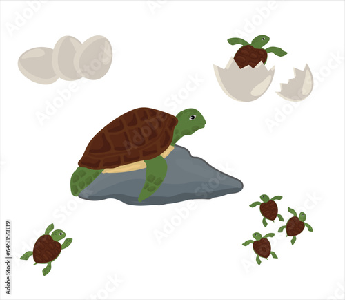 Life cycle of turtle vector. Turtle developmental process illustration