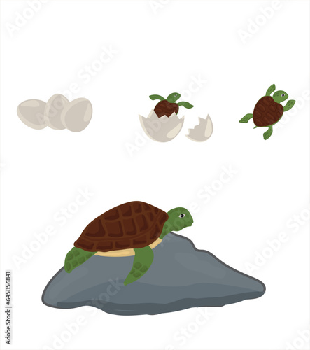 Life cycle of turtle vector. Turtle developmental process illustration