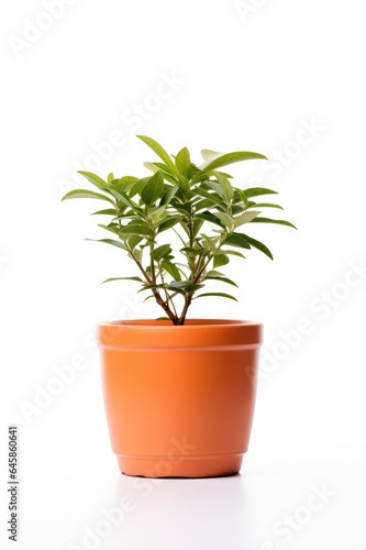 Plant in a terracotta pot. 