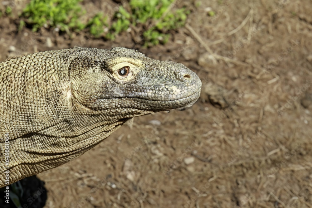 Head of a wild Komodo dragon