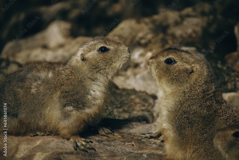 Wild prairie dog outdoors Wild prairie dog outdoors