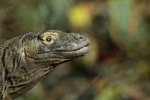Head of a wild Komodo dragon © svetjekolem