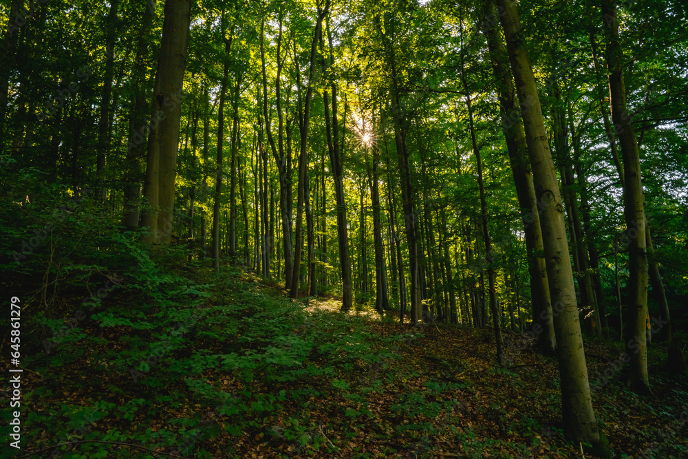 Naklejka premium Wald, Waldweg, Sonne, Sonne im Wald