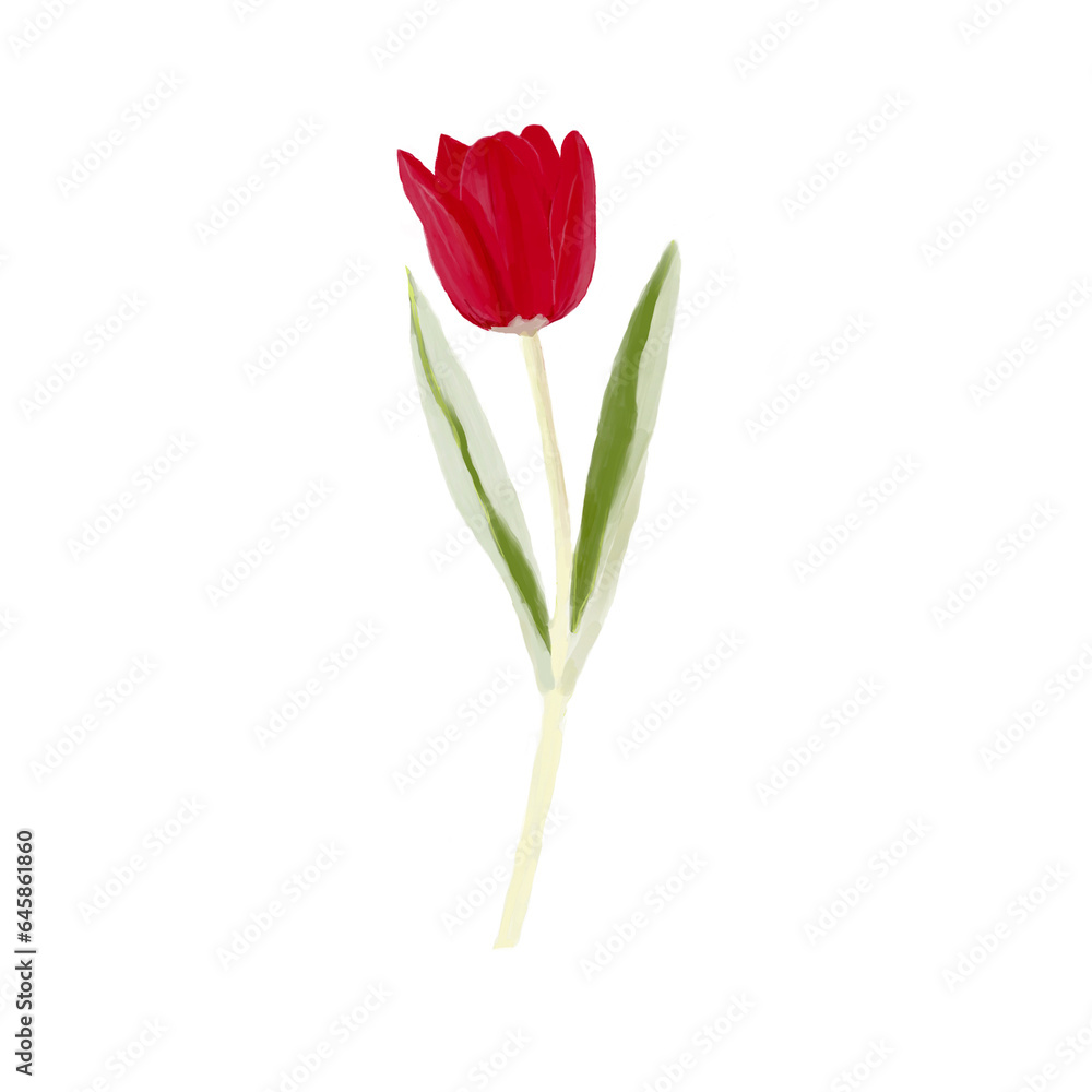 Painting of red tulips on a white background. It is a winter flower that symbolizes abundant love. Romance and passion in the concept of paintings, art, card making, pattern design. Painting of red tulips on a white background. It is a winter flower that symbolizes abundant love. Romance and passion in the concept of paintings, art, card making, pattern design.