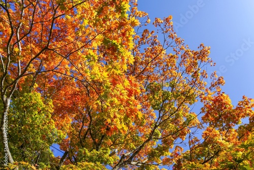 青空バックに見上げるカラフルなオレンジの紅葉情景