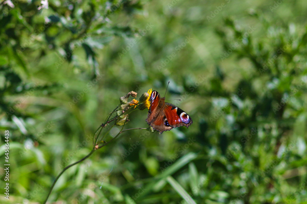 Flora And Fauna Of Reservoirs And Meadows Flora And Fauna Of Reservoirs And Meadows