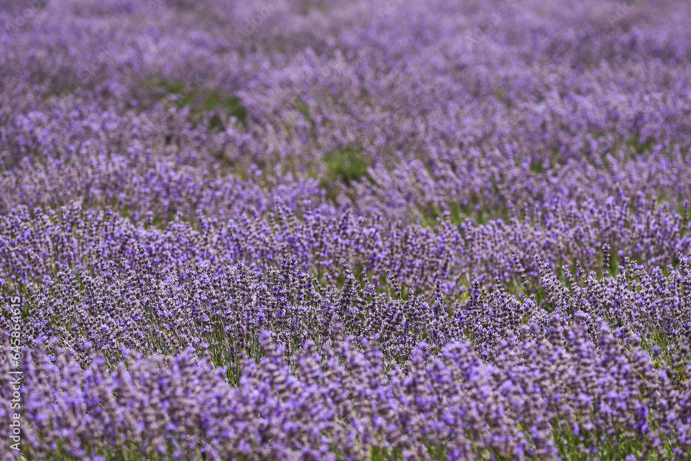 Naklejka premium lavender