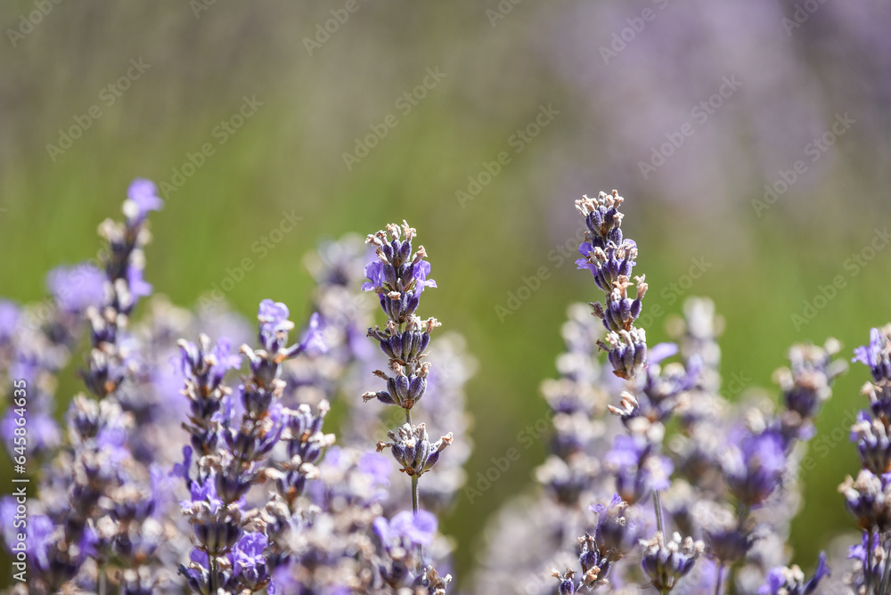 Obraz premium lavender