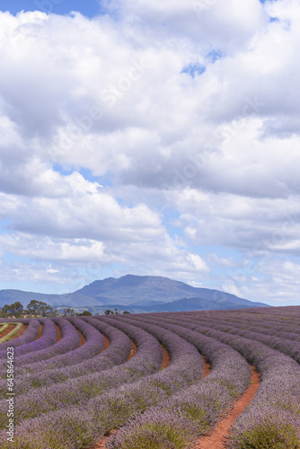 lavender