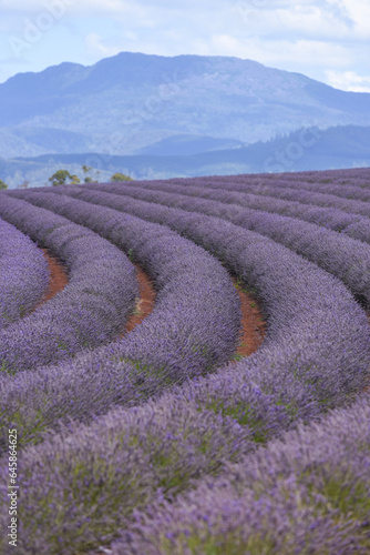 lavender