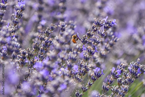 lavender
