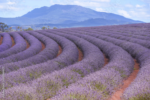 lavender